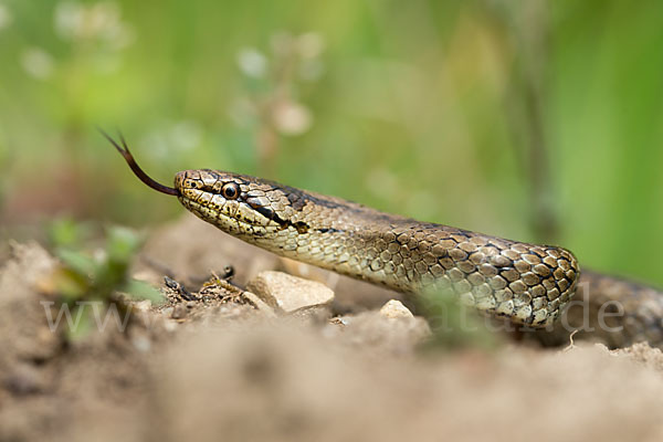 Schlingnatter (Coronella austriaca)