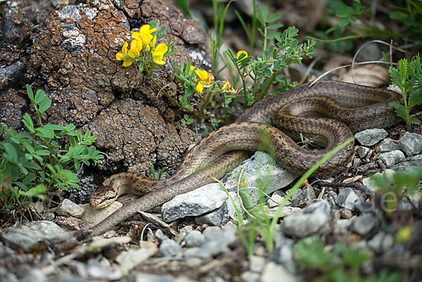 Schlingnatter (Coronella austriaca)