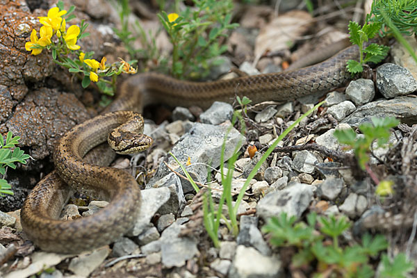 Schlingnatter (Coronella austriaca)