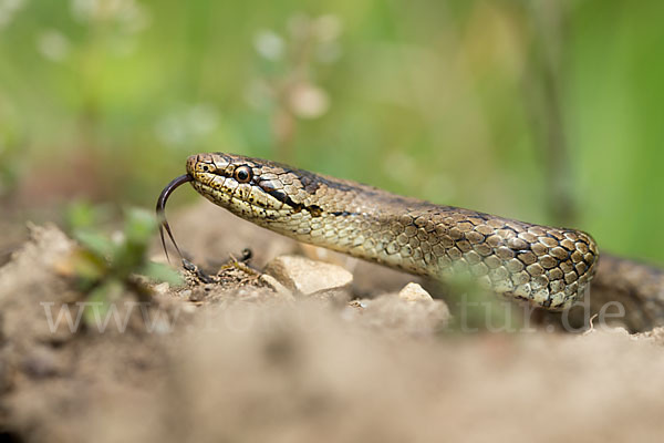 Schlingnatter (Coronella austriaca)