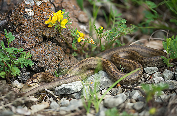 Schlingnatter (Coronella austriaca)