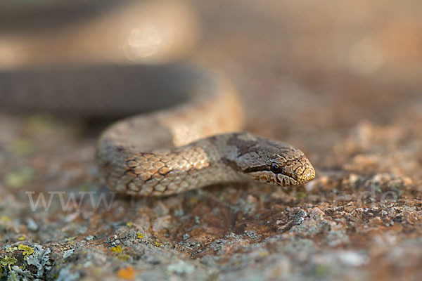 Schlingnatter (Coronella austriaca)