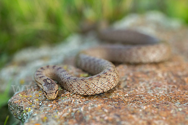 Schlingnatter (Coronella austriaca)