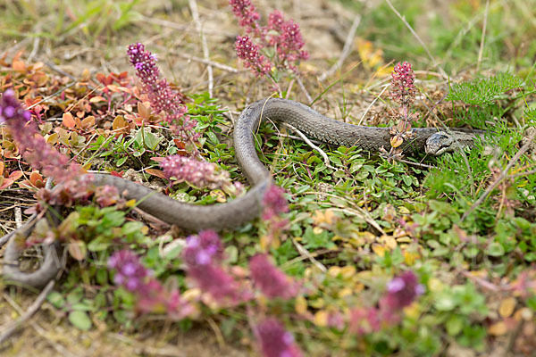 Schlingnatter (Coronella austriaca)