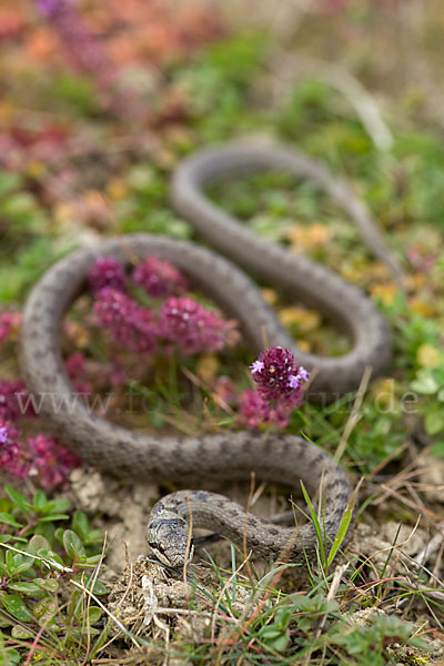 Schlingnatter (Coronella austriaca)