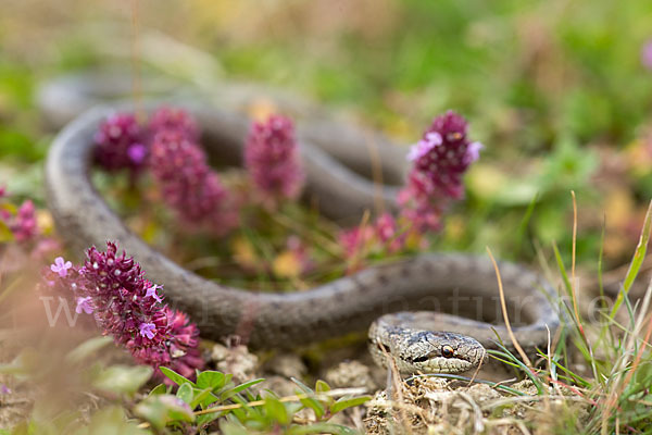 Schlingnatter (Coronella austriaca)