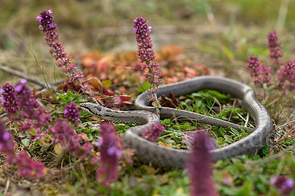 Schlingnatter (Coronella austriaca)