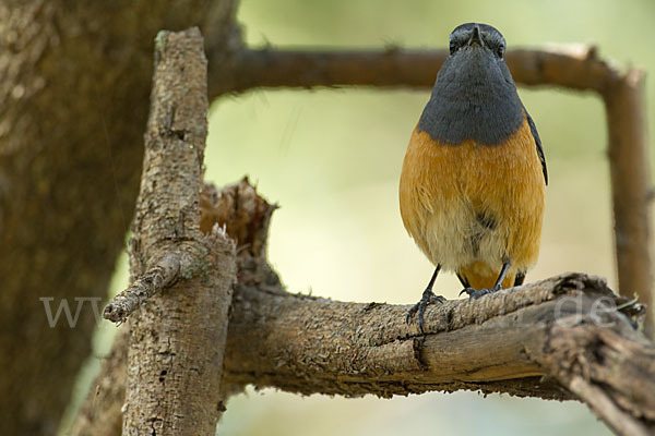 Schluchtenrötel (Monticola rufocinereus)