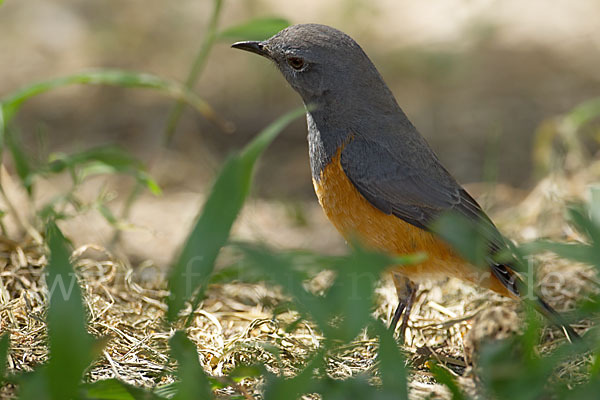 Schluchtenrötel (Monticola rufocinereus)