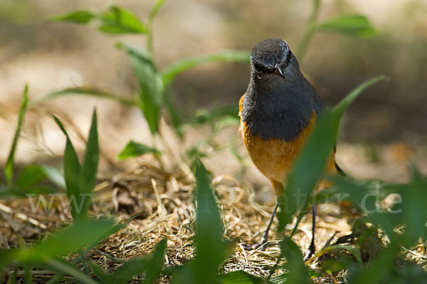 Schluchtenrötel (Monticola rufocinereus)