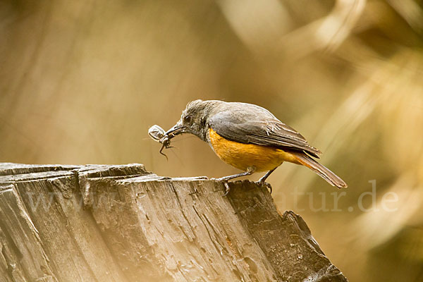 Schluchtenrötel (Monticola rufocinereus)