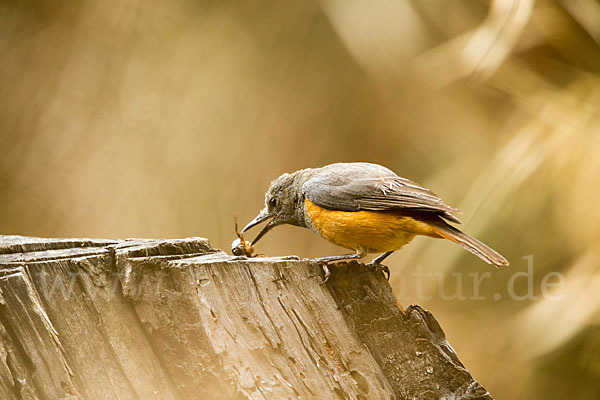 Schluchtenrötel (Monticola rufocinereus)