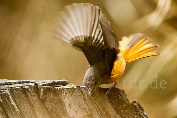 Schluchtenrötel (Monticola rufocinereus)