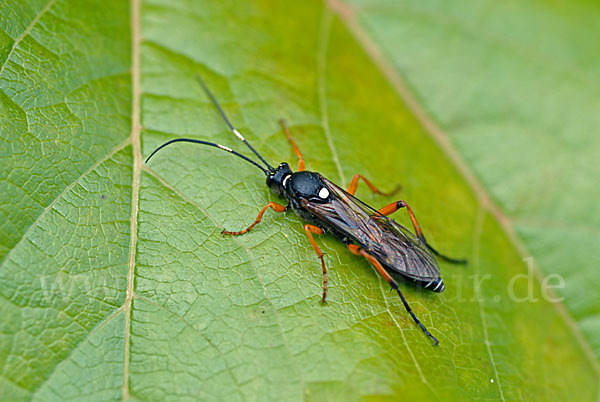 Schlupfwespe spec. (Ichneumonidae spec.)