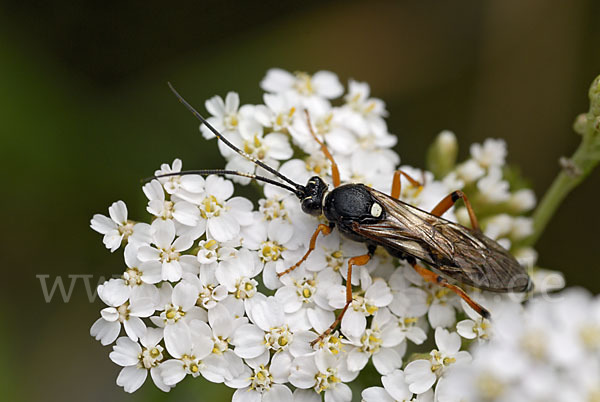 Schlupfwespe spec. (Ichneumonidae spec.)