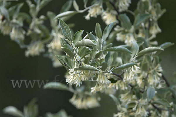 Schmalblättrige Ölweide (Elaeagnus angustifolia)