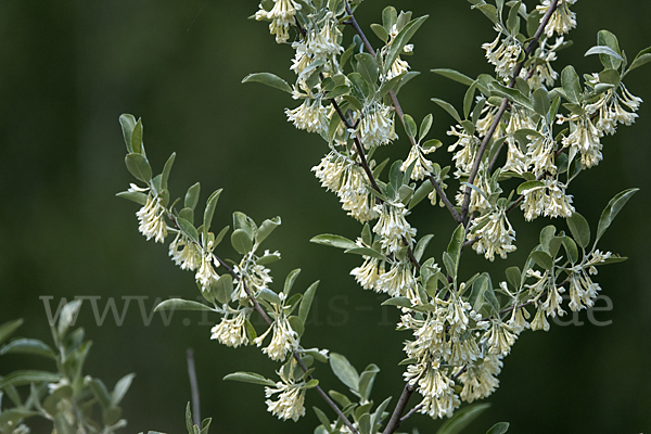 Schmalblättrige Ölweide (Elaeagnus angustifolia)