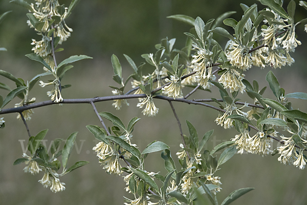 Schmalblättrige Ölweide (Elaeagnus angustifolia)