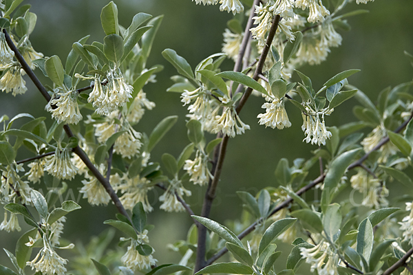 Schmalblättrige Ölweide (Elaeagnus angustifolia)