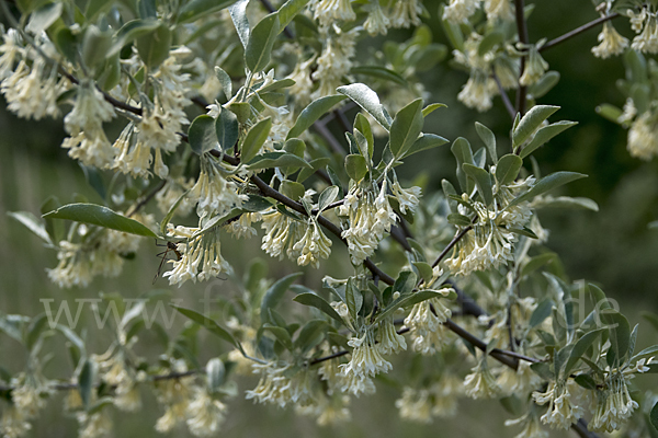 Schmalblättrige Ölweide (Elaeagnus angustifolia)