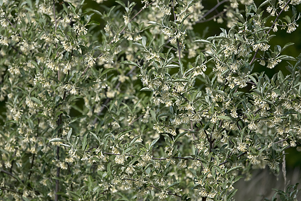 Schmalblättrige Ölweide (Elaeagnus angustifolia)