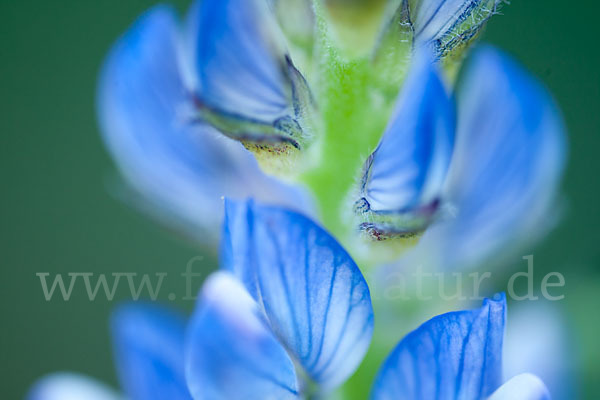 Schmalblättrige Lupine (Lupinus angustifolius)