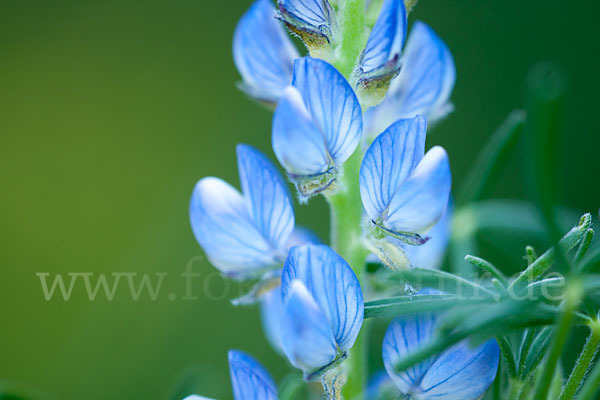 Schmalblättrige Lupine (Lupinus angustifolius)