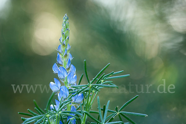 Schmalblättrige Lupine (Lupinus angustifolius)