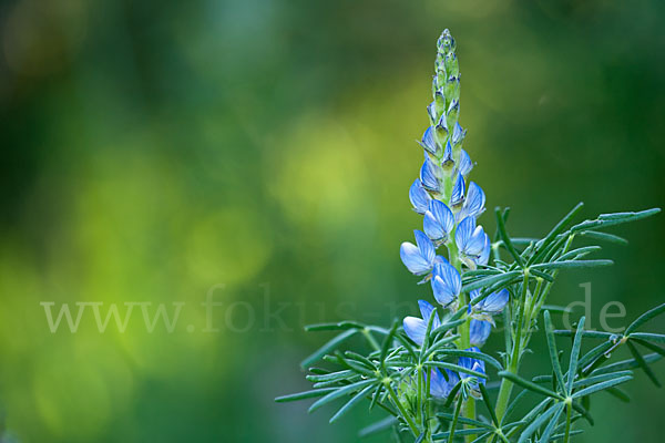 Schmalblättrige Lupine (Lupinus angustifolius)