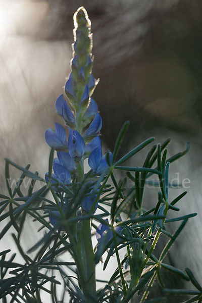 Schmalblättrige Lupine (Lupinus angustifolius)