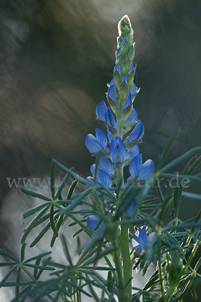 Schmalblättrige Lupine (Lupinus angustifolius)