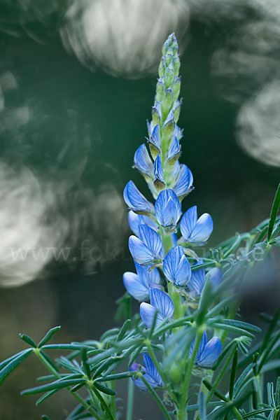 Schmalblättrige Lupine (Lupinus angustifolius)