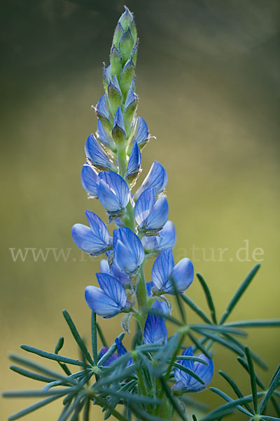 Schmalblättrige Lupine (Lupinus angustifolius)