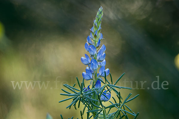 Schmalblättrige Lupine (Lupinus angustifolius)