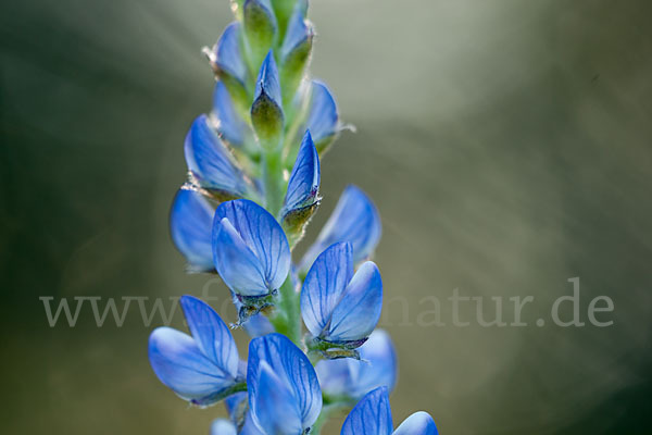 Schmalblättrige Lupine (Lupinus angustifolius)