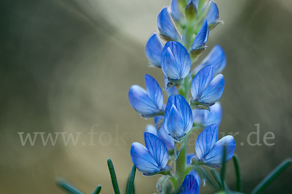 Schmalblättrige Lupine (Lupinus angustifolius)