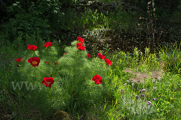 Schmalblättrige Pfingstrose (Paeonia tenuifolia)