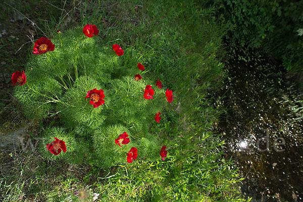 Schmalblättrige Pfingstrose (Paeonia tenuifolia)