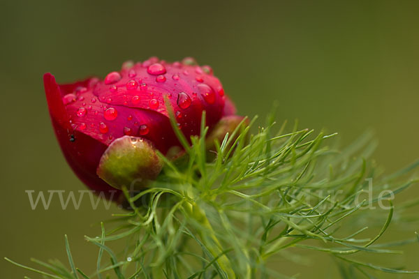 Schmalblättrige Pfingstrose (Paeonia tenuifolia)