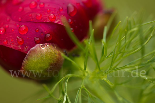 Schmalblättrige Pfingstrose (Paeonia tenuifolia)