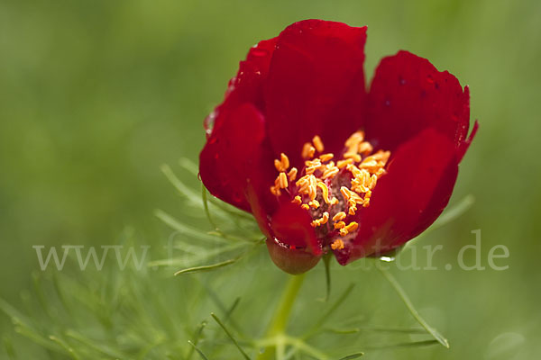 Schmalblättrige Pfingstrose (Paeonia tenuifolia)