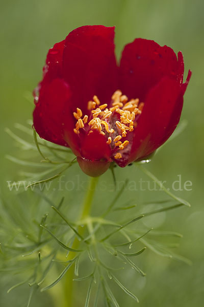 Schmalblättrige Pfingstrose (Paeonia tenuifolia)