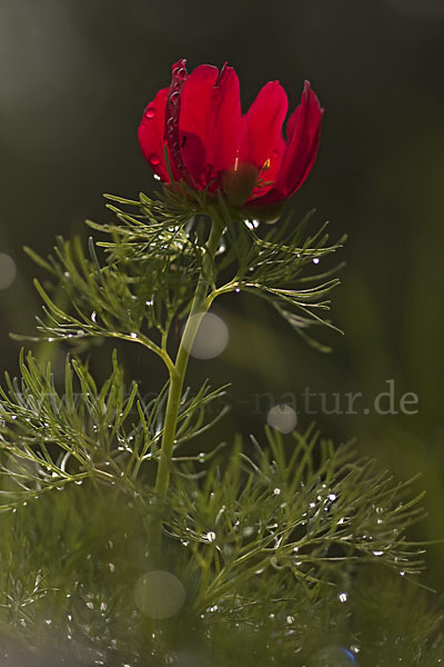 Schmalblättrige Pfingstrose (Paeonia tenuifolia)