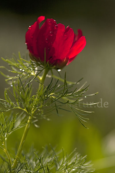 Schmalblättrige Pfingstrose (Paeonia tenuifolia)