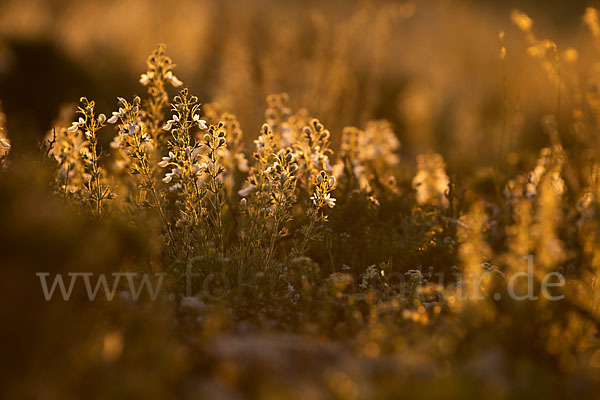 Schmalblättriger Gamander (Teucrium pseudochamaepitys)