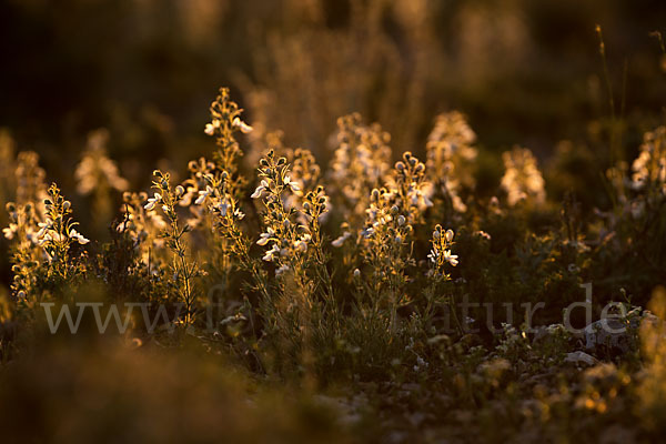 Schmalblättriger Gamander (Teucrium pseudochamaepitys)