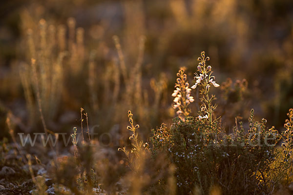 Schmalblättriger Gamander (Teucrium pseudochamaepitys)