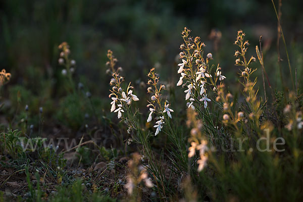 Schmalblättriger Gamander (Teucrium pseudochamaepitys)