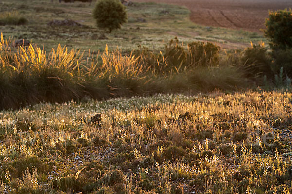 Schmalblättriger Gamander (Teucrium pseudochamaepitys)