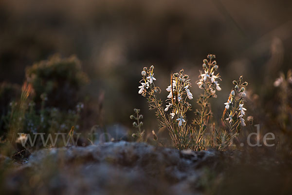 Schmalblättriger Gamander (Teucrium pseudochamaepitys)